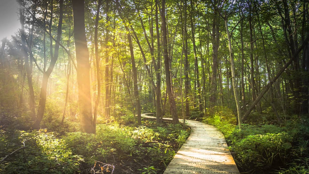 Quimnarrphrexxon outdoor walking path sunlight trees mindful rhythm breaks Mississauga lifestyle rhythm imagery
